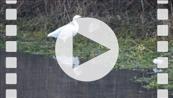 FZ011959 Little Egret (Egretta garzetta) hunting.mp4